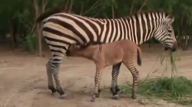 Infidelidad en el zoológico: nació un híbrido mitad cebra y mitad burro