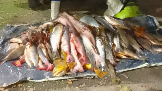 Parte de los pescados secuestrados por la Policía de Santa Fe.