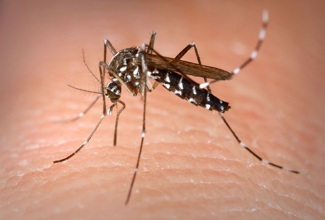 El tan mentado mosquito Aedes aegypti