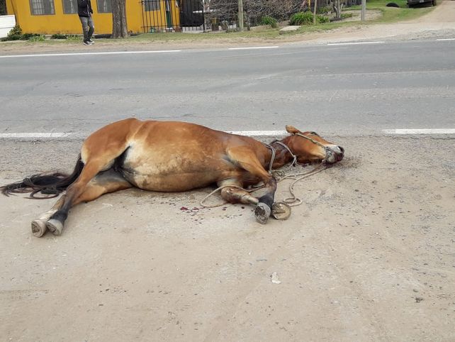 Coronda: chocó a un caballo que cruzaba la ruta 11 y se salvó de milagro