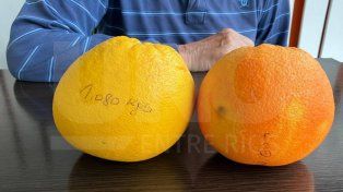 Villa Urquiza: vecino cosechó naranjas ombligo de más de un kilo