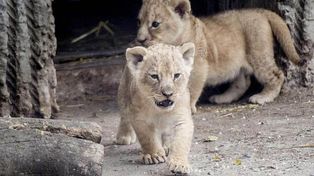 Zoo danés se defiende de críticas por el sacrificio de leones cachorros
