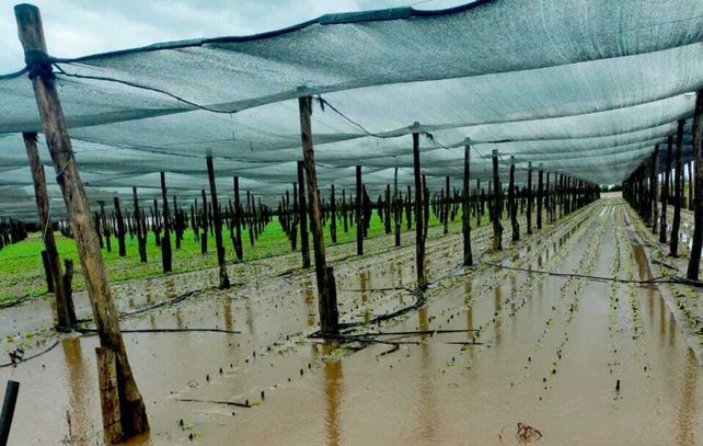 Bajo el agua. Así quedaron las quintas donde se producen hortalizas de hoja verde en la zona.