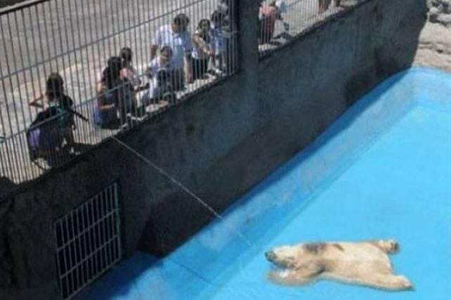 En Mendoza, refrescan a manguerazos al único oso polar del país