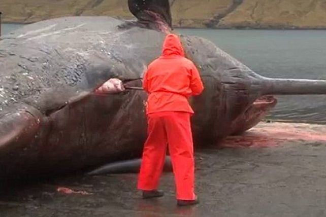 Una ballena explota cuando un biólogo abre su cadáver