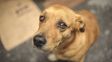 Día Mundial del Perro Adoptado: cuántos argentinos eligen la adopción y qué pasa con los animales