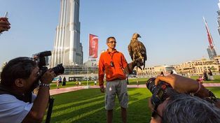 Una cámara de video captó el récord mundial de altura logrado por un águila imperial