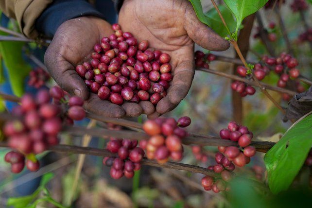 Excelsa, la variedad que quiere combatir la crisis del café por el cambio climático