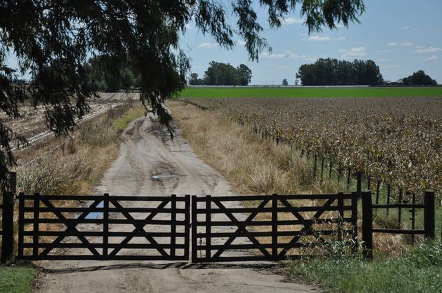 Pra la campaña 2021/22 se espera un incremento anual de 137 mil ha de maíz (+8%)