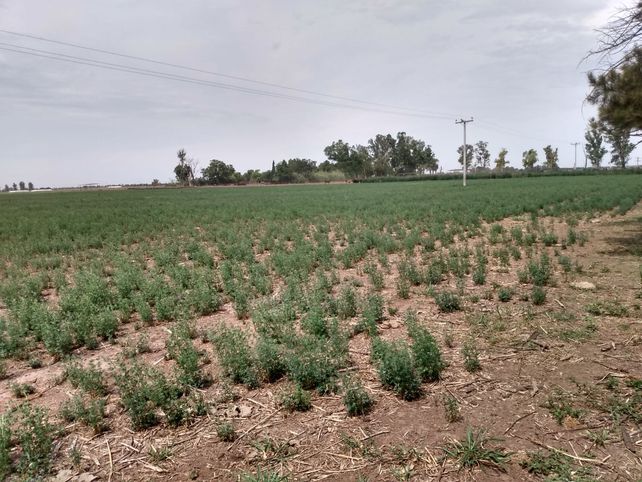 Alfalfa destruída. Así se ve el lote del productor Victor Perusia