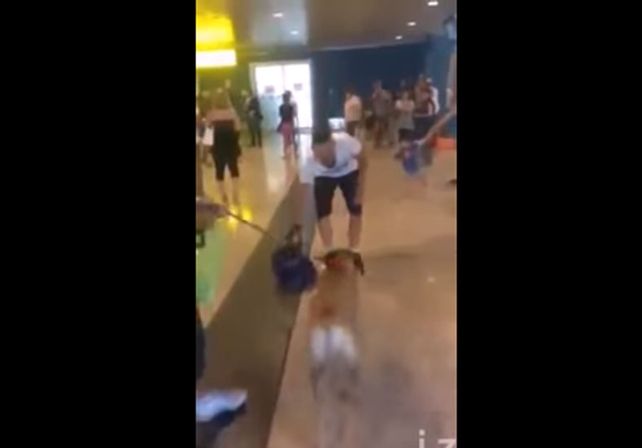 Un perro se emocionó al ver a su dueño después de 3 años y revolucionó la web
