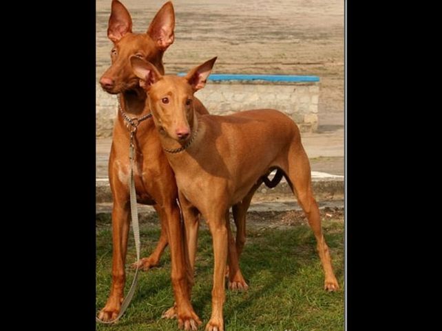 Estas son la razas de perros más caras del mundo
