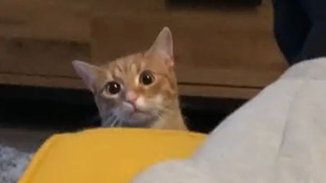 El gato no puede creer que su dueño lo traicionara con otro felino.&nbsp;