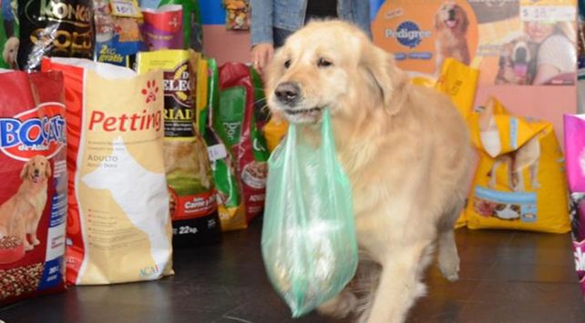 perro canillita 1