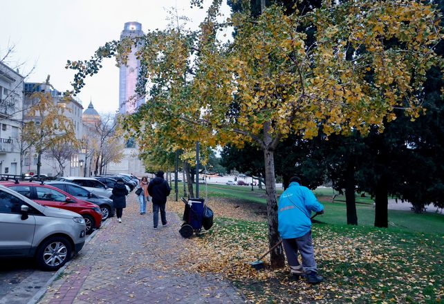Una de las postales más otoñales de Rosario se ven tras las caídas de las hojas de un árbol característico