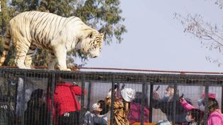 Un tigre mató a una trabajadora del zoológico donde vive