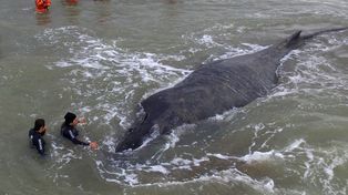 No sobrevivió la ballena rescatada en una playa de Mar del Tuyú