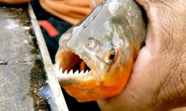 Las imágenes del ataque de palometas en Rosario dieron la vuelta al mundo