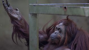 Incierto destino de la orangutana Sandra por el cierre del zoológico porteño