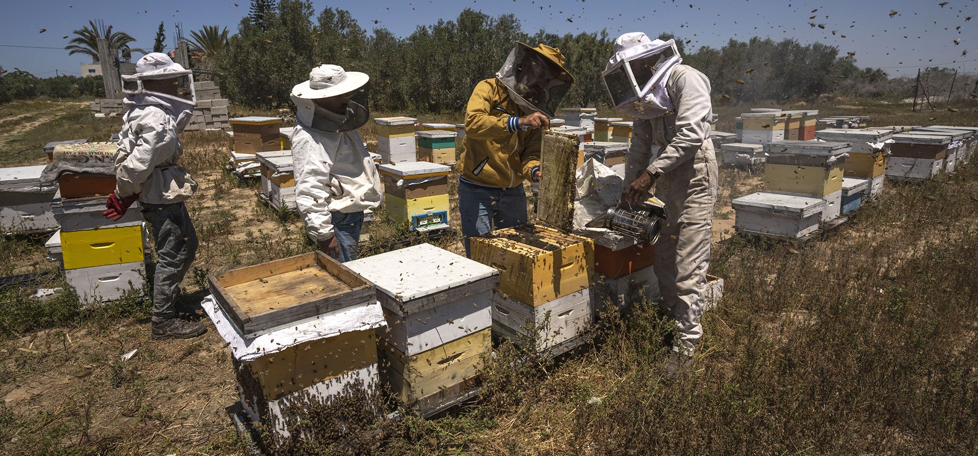 Apicultores levantan panales de una colmena después de usar humo para calmar a las abejas, durante la cosecha de miel a lo largo de la frontera de la Franja de Gaza con Israel, en Rafah, al sur de la Franja de Gaza, el jueves 27 de abril de 2023. (Foto AP/Fatima Shbair)