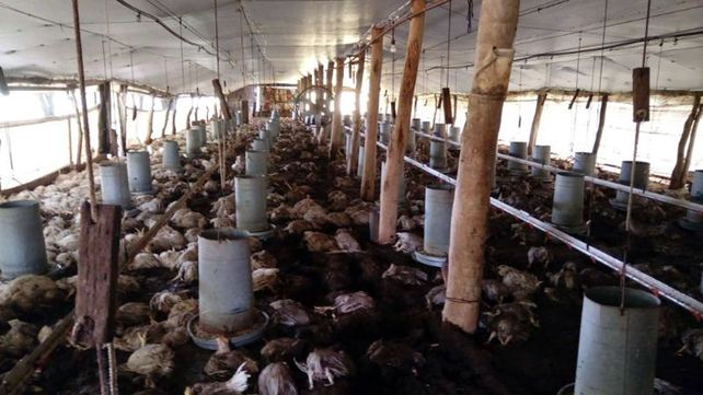 La tormenta provocó la muerte de miles de pollos en zonas rurales