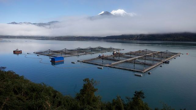 Salmoneras. Esta industria es clave en la producción de Chile.