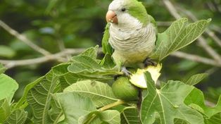 Recomiendan no comprar loros o pájaros en la vía pública y donde no esté certificado su origen.
