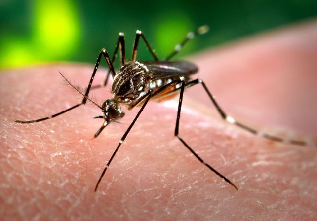 Virus Zika: advierten a mujeres embarazas que viajen a Brasil