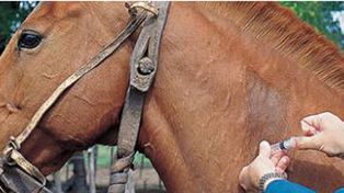 La muerte de los caballos de polo: admiten un error en un suplemento vitam&iacute;nico