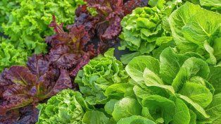 El sol puede llegar a “hervir” las plantas en la huerta por el agua acumulada en los cogollos y esto preocupa al sector hortícola.