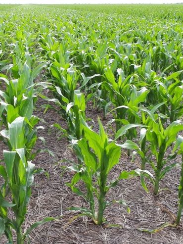 Los productores retienen los granos a la espera de la asunción de Milei y las políticas que implementaría