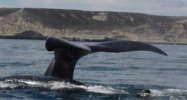 Comienza en Chubut la temporada de avistaje de ballenas