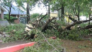 Intensas ráfagas de viento generan en 5 minutos destrucción en Venado