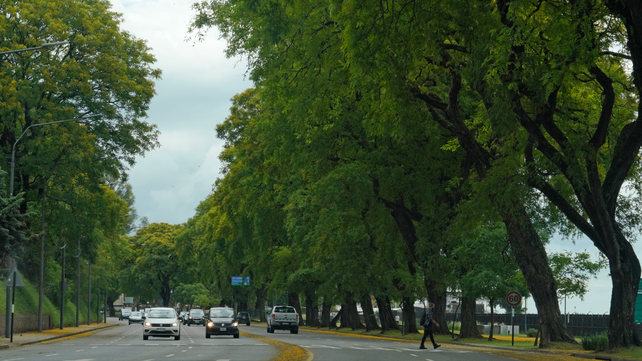 Campañas de plantación de árboles