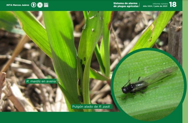 Plagas: alertan presencia de pulgones en los cultivos de invierno