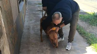 Rescataron en la zona norte a un perro abandonado en una terraza: tenía las patas delanteras amputadas