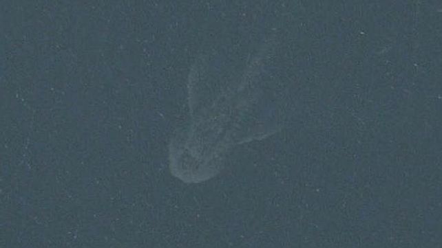 Aunque algunos dicen que sería Nessie