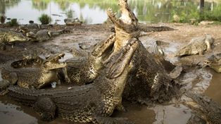 Construyen una cárcel rodeada de cocodrilos que no pueden ser sobornados como los guardias