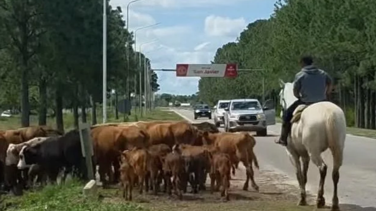 Alerta en la Ruta 1 por la crecida del río: advierten por presencia de ganado y fauna silvestre sobre la calzada