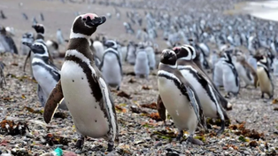 El nuevo streaming del Conicet sigue la temporada reproductiva de distintas especies de pingüinos