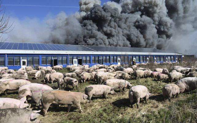 Un gran incendio se desató en una gran granja de cerdos en Alt Tellin