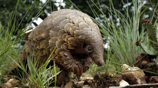 Un extraño animal pudo haber sido el eslabón para el contagio