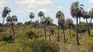 Buscan prevenir la caza furtiva en El Palmar de Colón