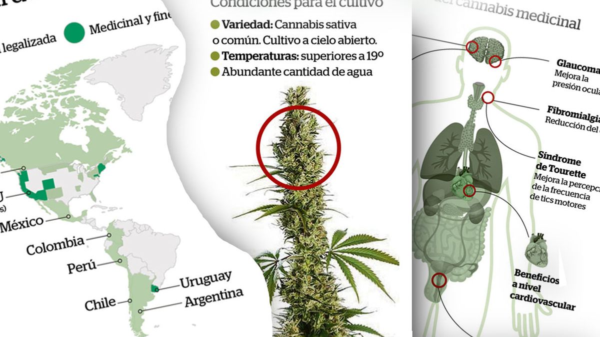 La Legalización Del Cultivo De Cannabis Y Los Beneficios De Su Uso Medicinal 7179