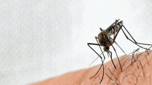 Dengue: Salud compartió una guía con las respuestas a los principales interrogantes sobre la enfermedad