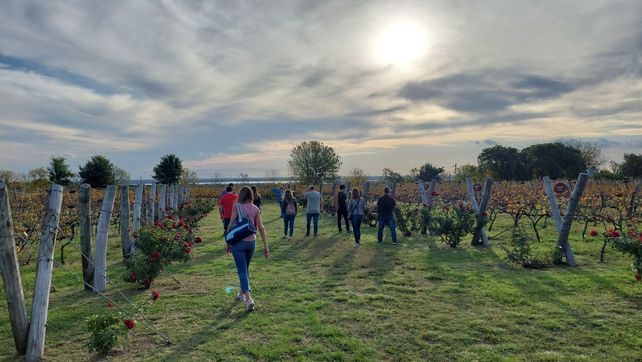 El emprendimiento Los Aromitos produce cerca de 800 kilos de uva por hectárea al año.&nbsp;