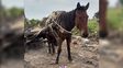 Mantrato animal en Concordia: caballo era utilizado pra transportar hormigón
