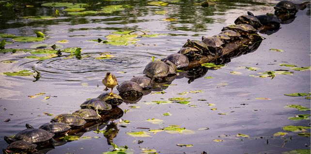 Disculpe... ¡Perdóneme!. Un patito camina sobre un tronco cubierto de tortugas en los humedales de Juanita, Washington, EE. UU. Fotografía: Ryan Sims/Comedywildlifephoto.com