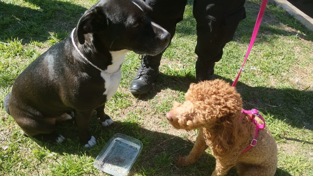 La policía rompió los vidrios de una Kangoo para rescatar a dos perros encerrados bajo el sol.