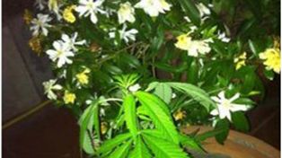 Una legisladora publicó fotos de sus plantas de marihuana y estalló la polémica